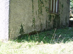 kiltibrid-1120.jpg