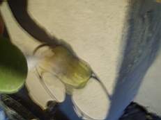 crobally 927.jpg