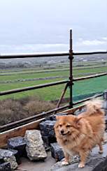 killeencastle-dog54400.jpg