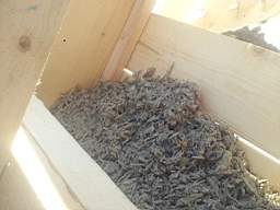 slovenia-hemp-10210.jpg